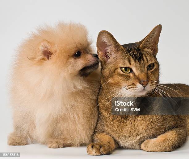 Gato E Cachorrinho De Spitzcão Em Estúdio - Fotografias de stock e mais imagens de Amizade - Amizade, Amor, Animal