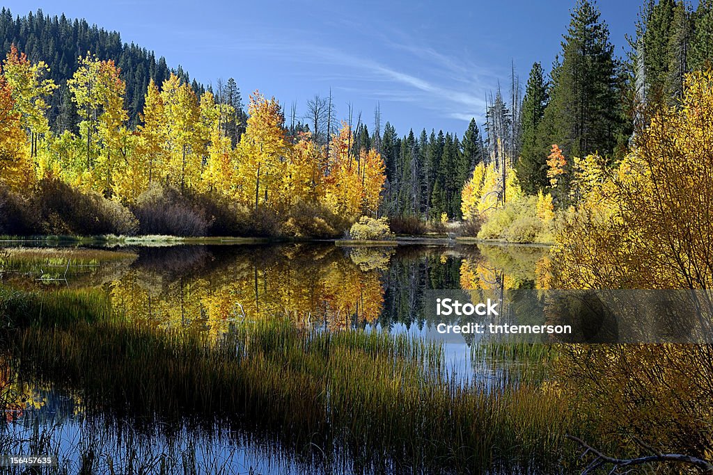 Refleja los árboles otoño Aspen - Foto de stock de Aire libre libre de derechos