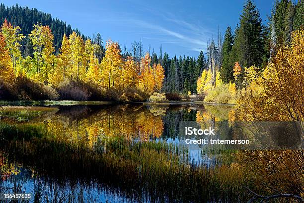 Refleja Los Árboles Otoño Aspen Foto de stock y más banco de imágenes de Aire libre - Aire libre, Amarillo - Color, Belleza de la naturaleza