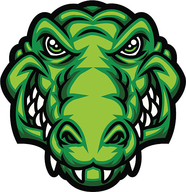 ilustraciones, imágenes clip art, dibujos animados e iconos de stock de gator cabezal - alligator
