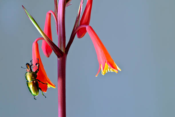 weihnachts-käfer (lamprima aurata) auf tasmanischer christ-mas bells (blandfordia punicea - aurata stock-fotos und bilder