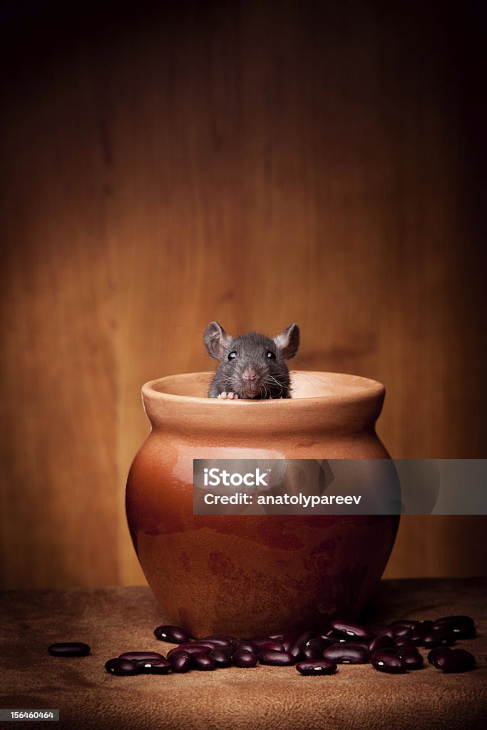 rat in pot Rat Stock Photo