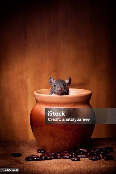 Rat In Pot Stock Photo - Download Image Now - Rat, Carrying, Cooking Pan