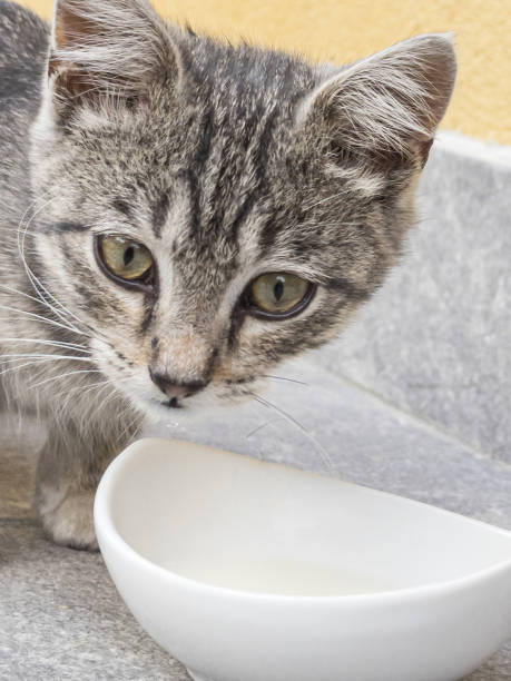 istock Beautiful kitten close-up before licking milk from a white bowl 1564607735