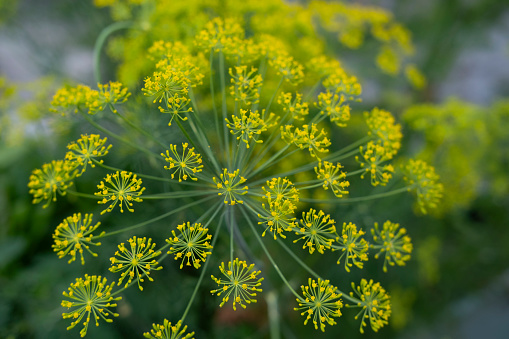 A close up of a flowering dill herb