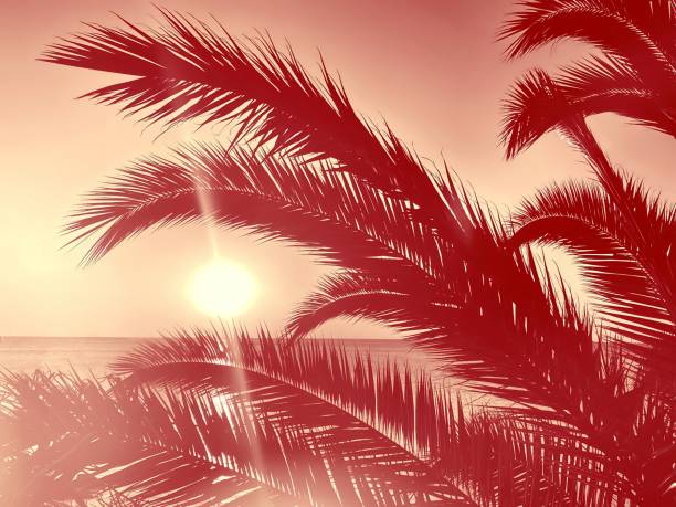 istock holiday palm trees and sunset over ocean 1564614687
