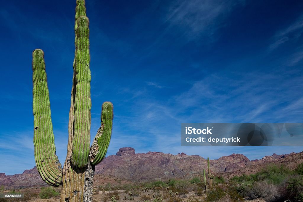 Cactus Saguaro - Photo de Arizona libre de droits