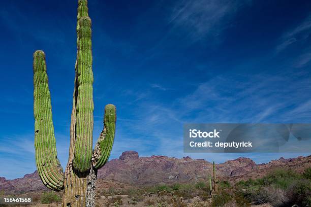 Cactus Saguaro - Fotografie stock e altre immagini di Ambientazione esterna - Ambientazione esterna, Arizona, Cactus