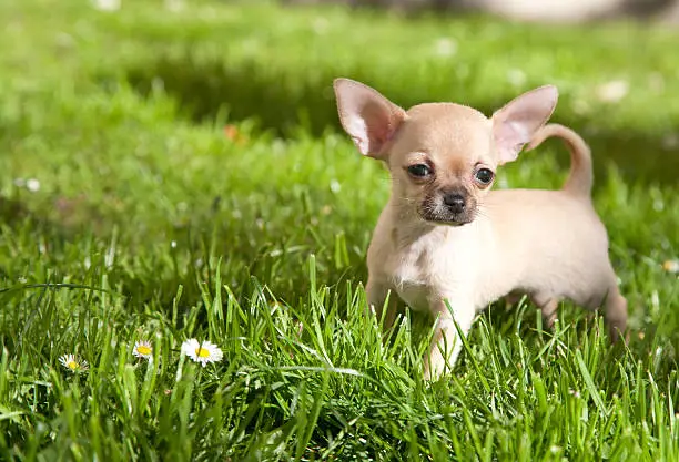 Very small dog in meadow