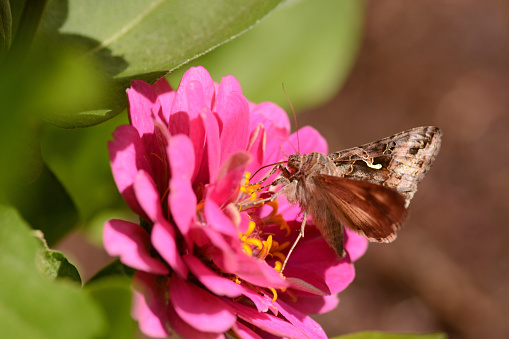 Sunny Summer day in a garden: silver y moth (Autographa gamma) on top of a blooming zinnia elegance flower head silver Y mark on the forewing.