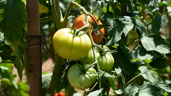 Tomatoes in a garden in the village, in summer