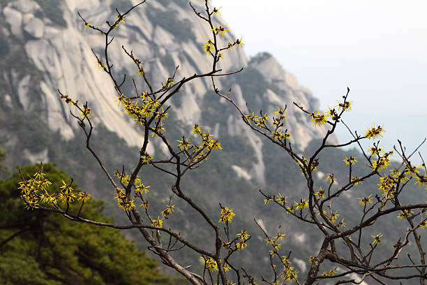 Hamamelis mollis in habitat