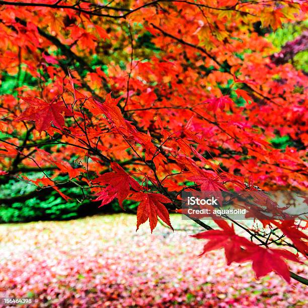 Foto de Red Plátano Japonês Ou Acer e mais fotos de stock de Beleza natural - Natureza - Beleza natural - Natureza, Bosque - Floresta, Cor Saturada