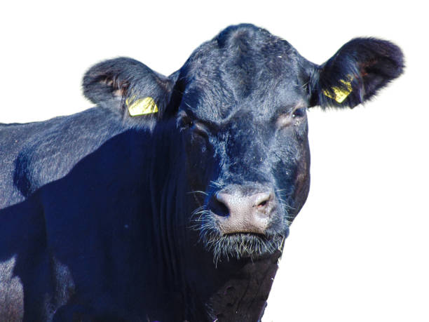 istock Black angus cow isolated on white background 1564645042