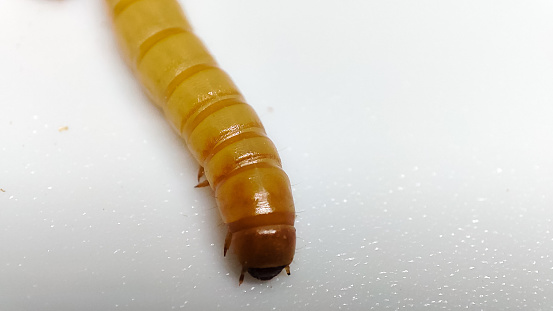 Photomicrograph of segmented worm from salt marsh in San Francisco Bay, California, USA. Digestive system and other internal organs clearly visible. Live specimen. Wet mount, 2.5X objective, transmitted brightfield illumination.