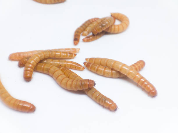 istock close-up group of mealworms 1564646114