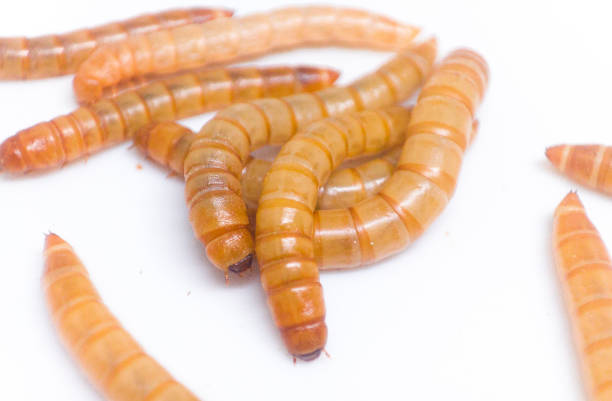 Mealworms are animals that are usually used to feed pets such as birds and reptiles