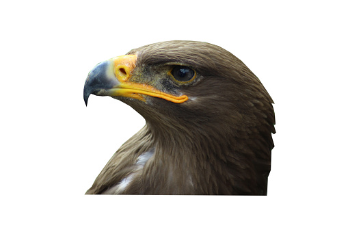 High quality stock photos of Aquila chrysaetos - released and ready for your projects.