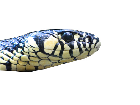 Black racer snake or rat snake coiled ready to strike looking at camera. Shot in Queensland, Australia.