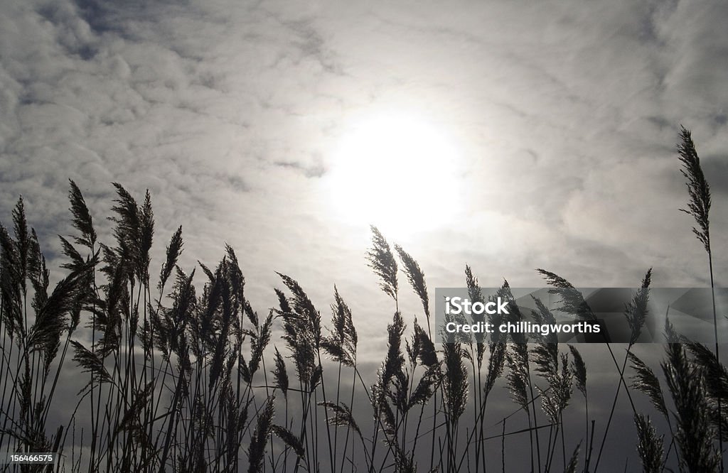 Silueta de reeds - Foto de stock de Blanco - Color libre de derechos