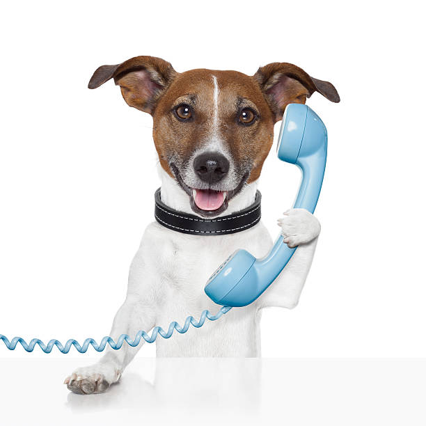 Dog holding blue phone receiver stock photo