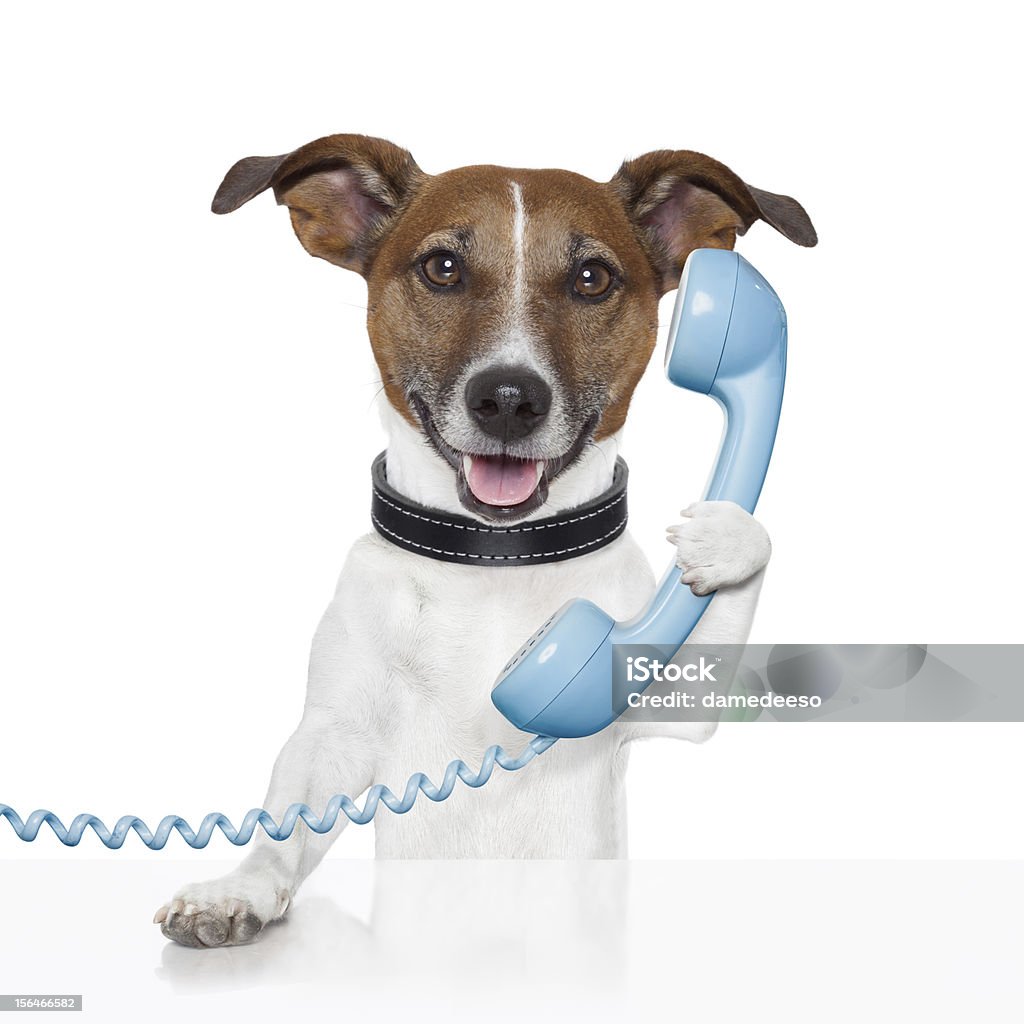 Cão No Telefone - Royalty-free Cão Foto de stock