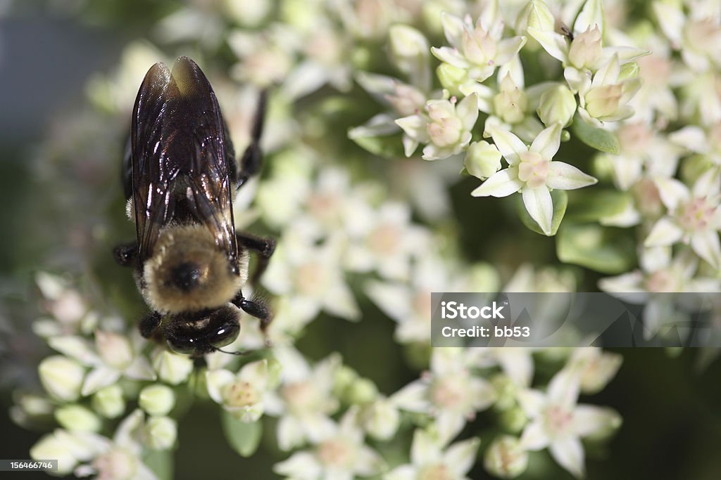 Biene auf eine Weiße Blume Pflanzen - Lizenzfrei Bestäubung Stock-Foto