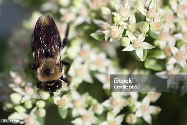 Biene Auf Eine Weiße Blume Pflanzen Stockfoto und mehr Bilder von Bestäubung - Bestäubung, Biene, Blume