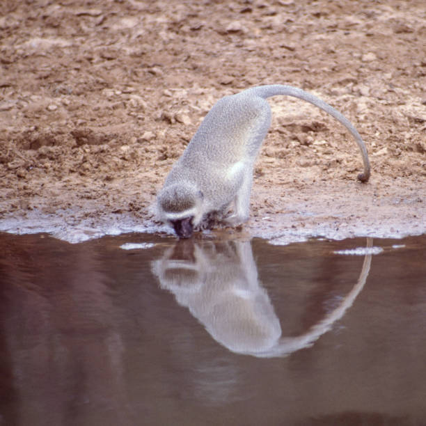 A vervet monkey (Chlorocebus pygerythrus) drinking in uMkhuze Game Reserve (also spelt Mkhuze, Mkuze or Mkuzi), a game reserve in northern Zululand, in the KwaZulu-Natal province of South Africa.