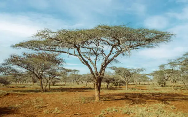 Photo of Umbrella thorn trees in uMkhuze Game Reserve