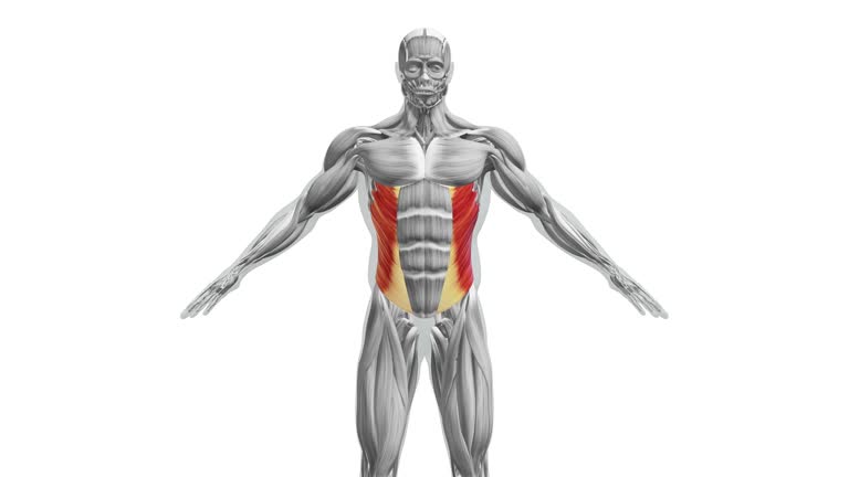 Anatomy of the External Oblique Muscles