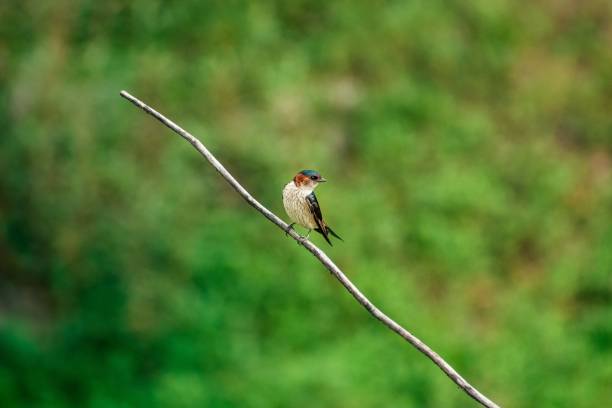 Closeup of a vibrant Red-rumped swallow perched on a branch in a lush green with a blurry background A closeup of a vibrant Red-rumped swallow perched on a branch in a lush green with a blurry background red rumped swallow stock pictures, royalty-free photos & images