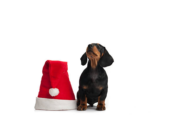 istock Christmas dachshund portrait 156467260