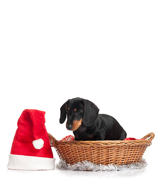 istock Christmas dachshund portrait 156467262
