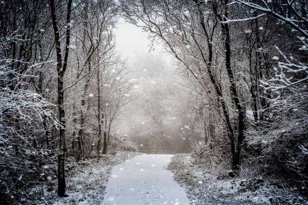 istock snowy woodlands 1564676765