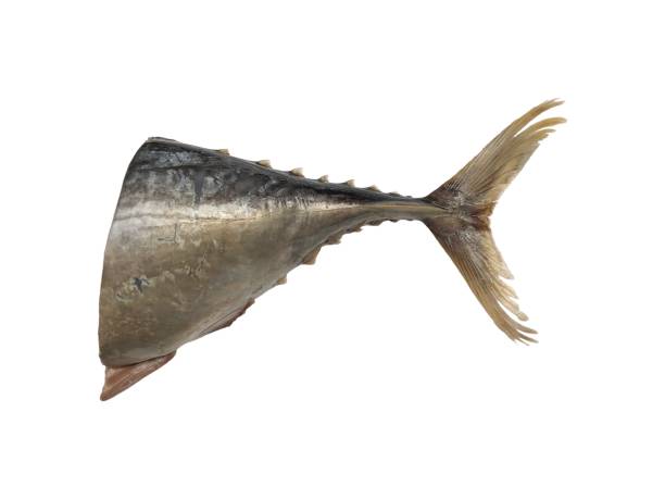 istock Mackerel tuna or ikan tongkol over white background 1564677840