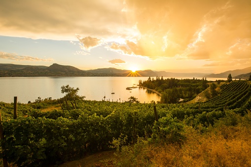 A picturesque sunset over Naramata Bench vineyards and Okanagan Lake, BC, Canada