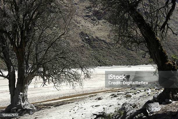 Dos Caballos Foto de stock y más banco de imágenes de Aire libre - Aire libre, Caballo - Familia del caballo, Cordillera Blanca