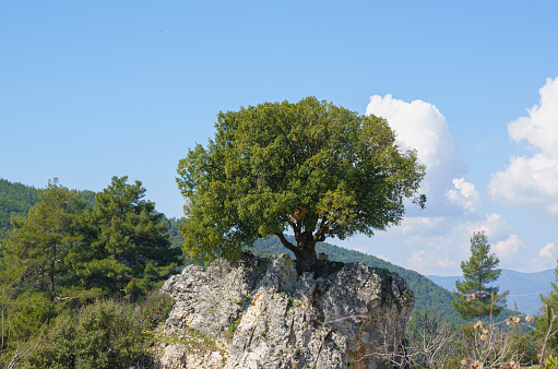Single tree on a rock hill