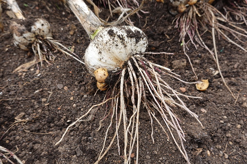 growing garlic in the backyard garden. harvest garlic in the garden Elephant garlic or chilote garlic
