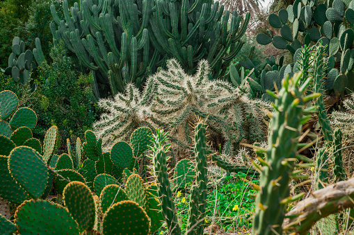 Cylindropuntia tunicata, sheathed cholla cactus