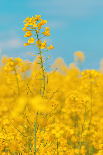Blooming canola crop flowers with bright yellow petals in cultivated field, selective focus