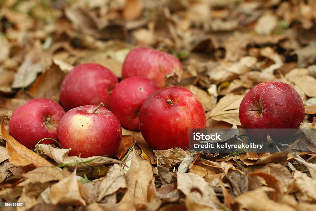 Folhas de outono e maçã - Foto de stock de Agricultura royalty-free