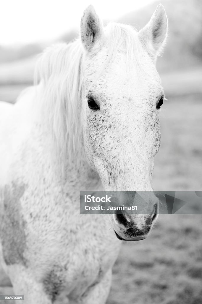 Biały Koń - Zbiór zdjęć royalty-free (Biały)