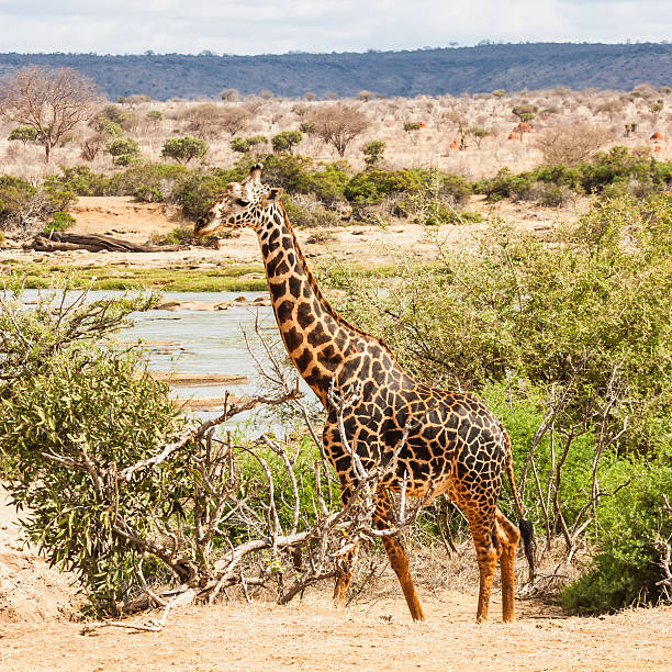istock Free Giraffe in Kenya 156470360