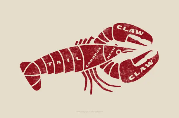 Vector illustration of Stock vector lobster cuts diagram in flat style