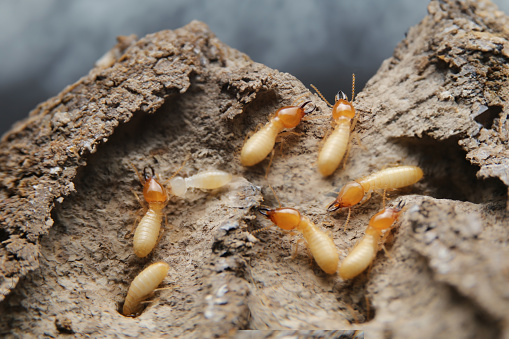 Termites in the nest on a white background. Small animals are dangerous for habitat.Work termites are leaving the nest on the ground.
