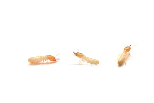 istock Collection of the Small termite on white background. Side view of the white ant isolate on white background. Home destructive insects. 1564711169