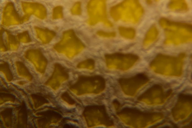 istock close up of Ananas melon fruit 1564723940