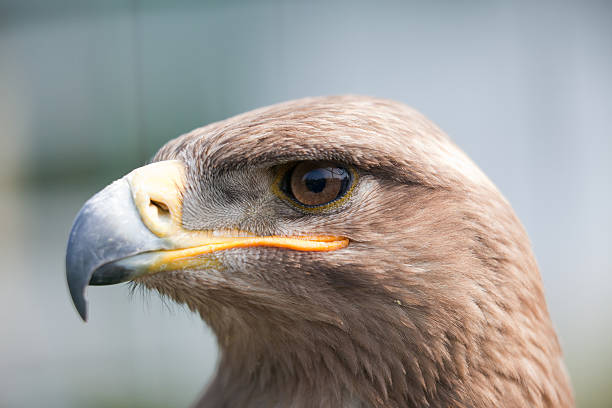 Steppe eagle Close-up of a steppe eagle. Focus on the eye. steppe eagle aquila nipalensis detail of eagles head stock pictures, royalty-free photos & images